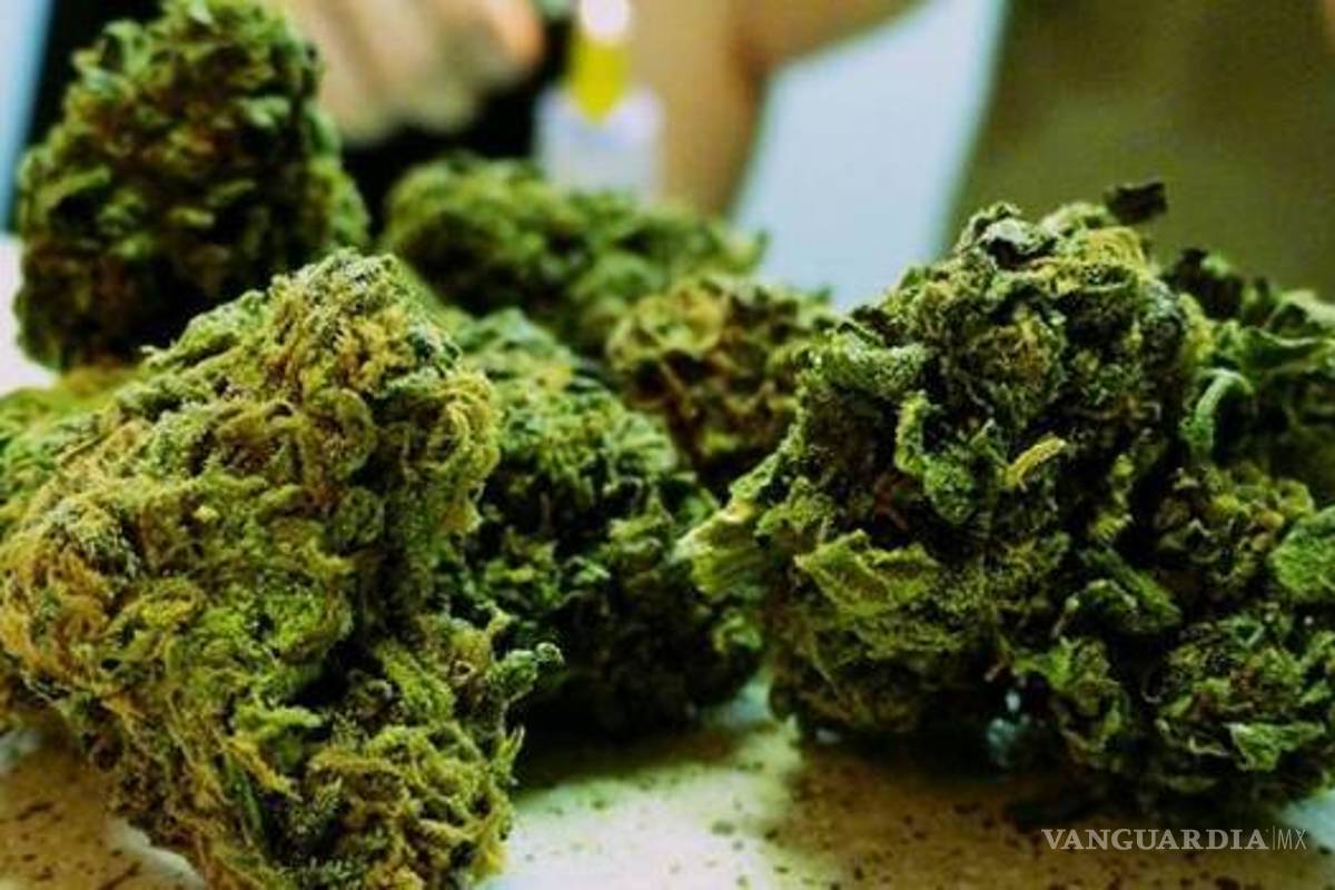 $!Perfilan cambio en política prohibicionista a mariguana
