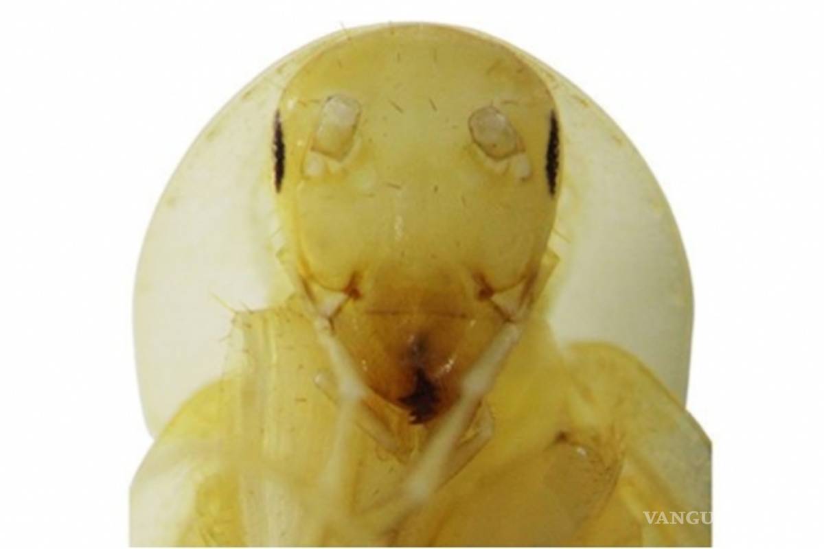 Encuentran una nueva especie de cucaracha, con 'aureola'