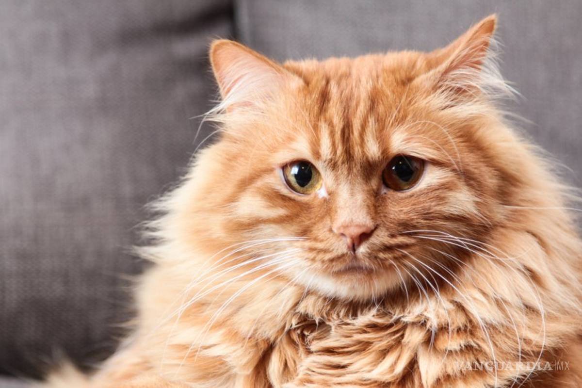 ¿Por qué se celebra el Día Internacional del Gato?