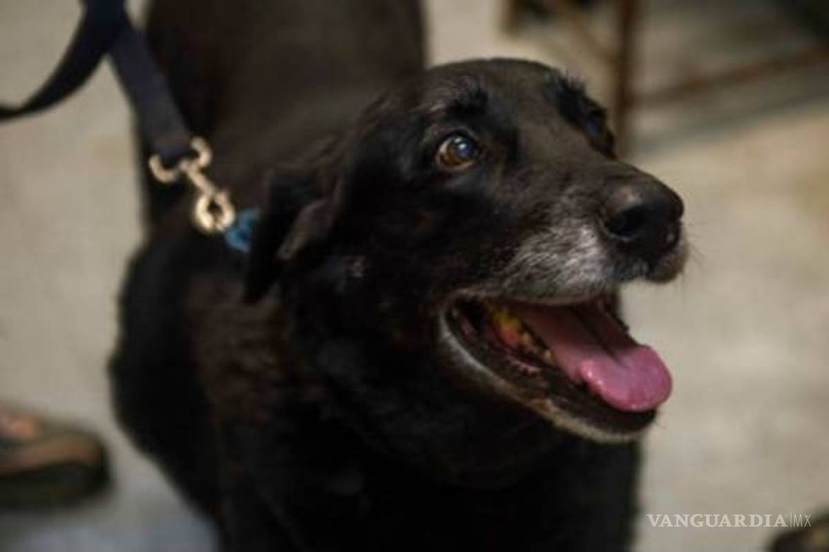 Perrita extraviada hace 10 años logró regresar a su casa