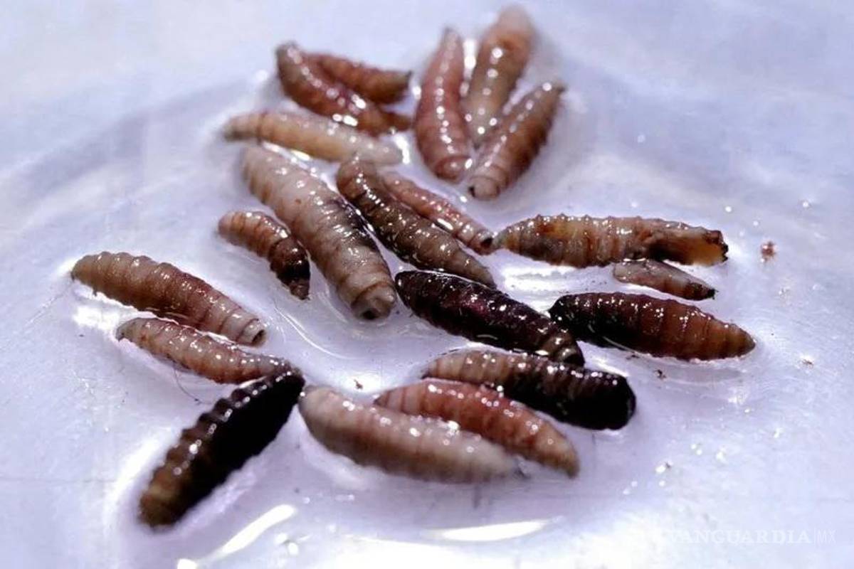 México suma casos humanos de ‘barrenador’ y el brote crece