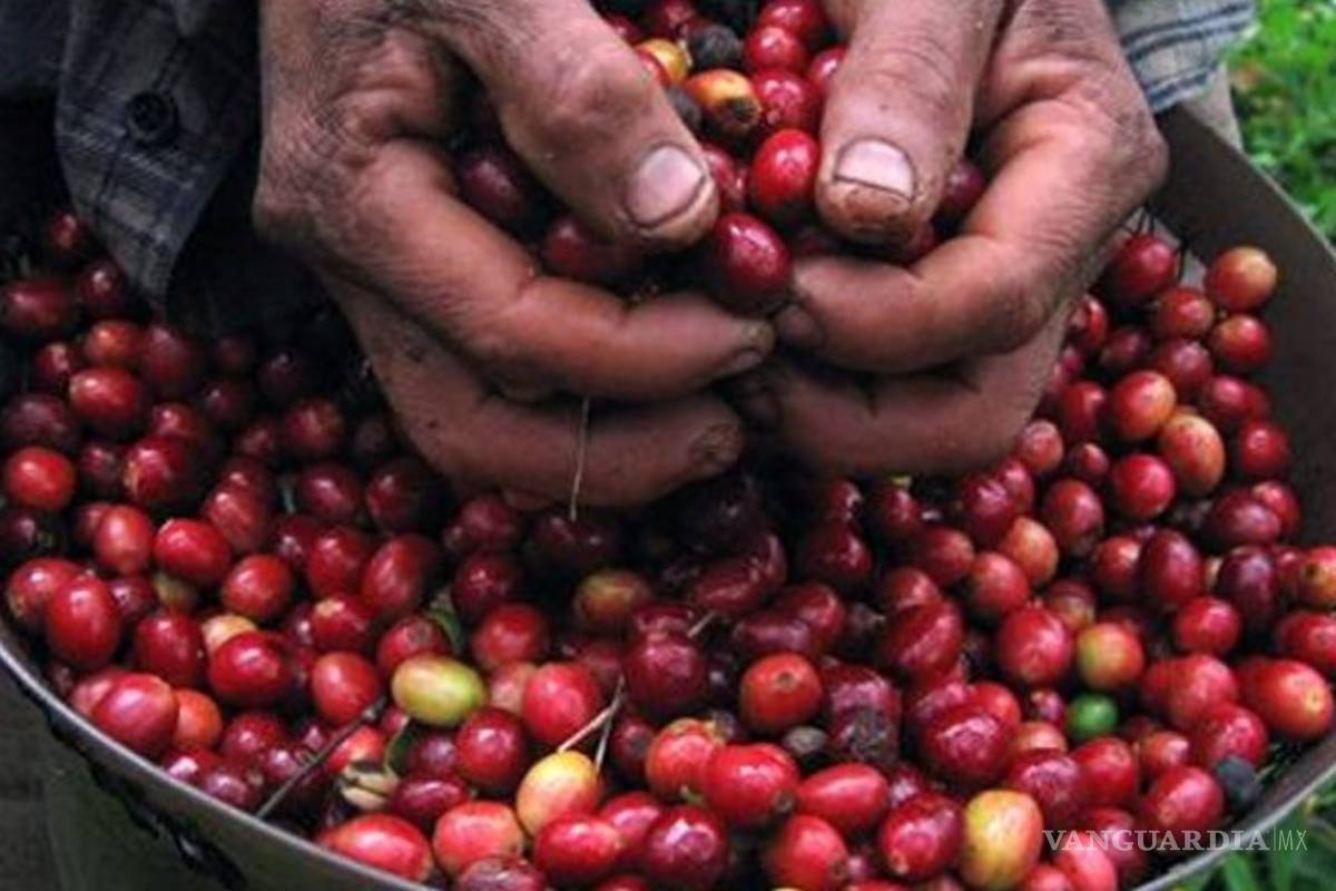 Café mexicano, con aroma a crisis