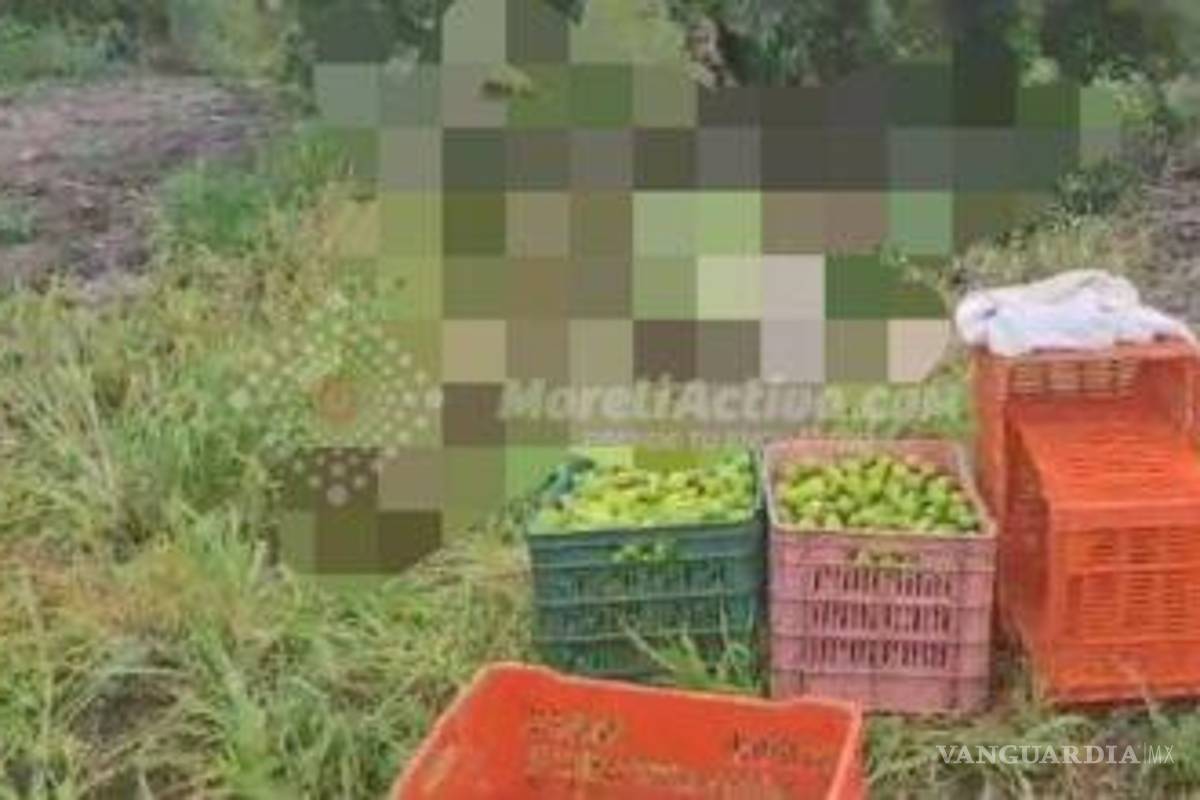 $!Asesinaron a tres jornaleros de huertos de limón en Michoacán