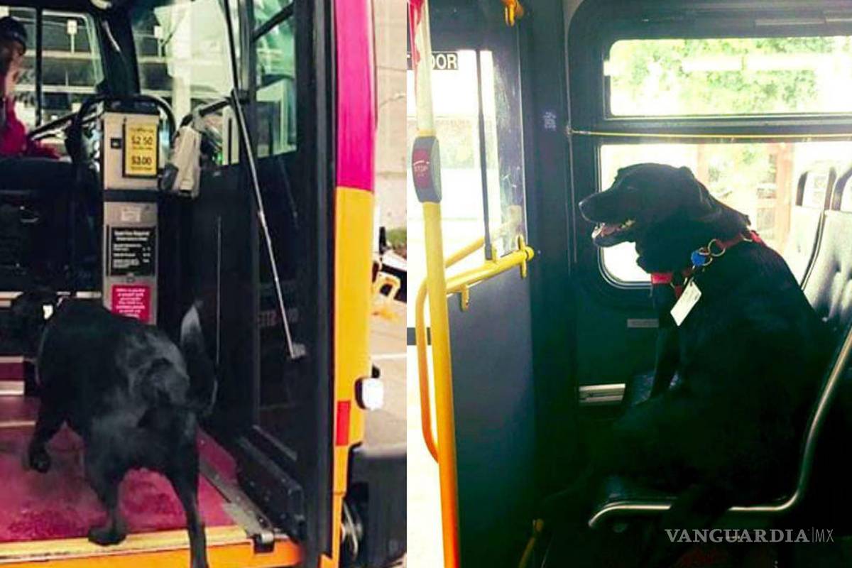 Perrita que viaja sola en camión para ir al parque conmueve las redes sociales