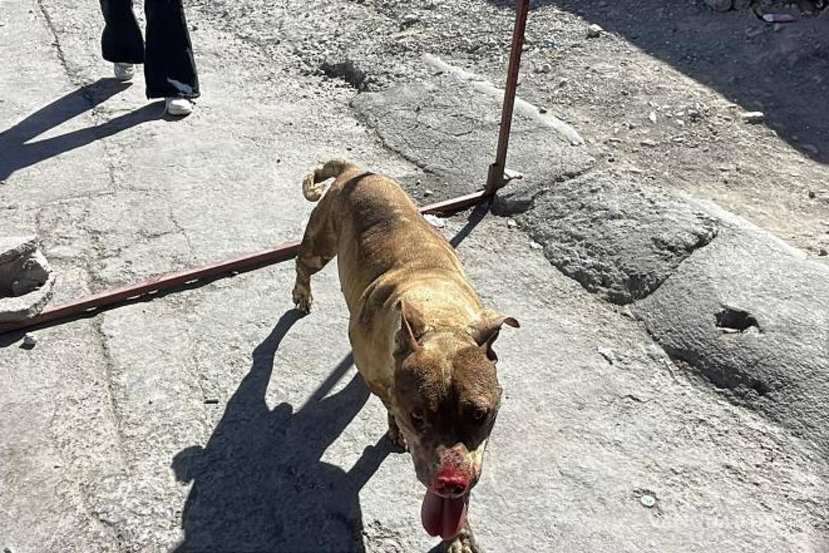 $!El perro presentó quemaduras en el hocico tras el flamazo provocado por la acumulación de gas en el interior de la vivienda.