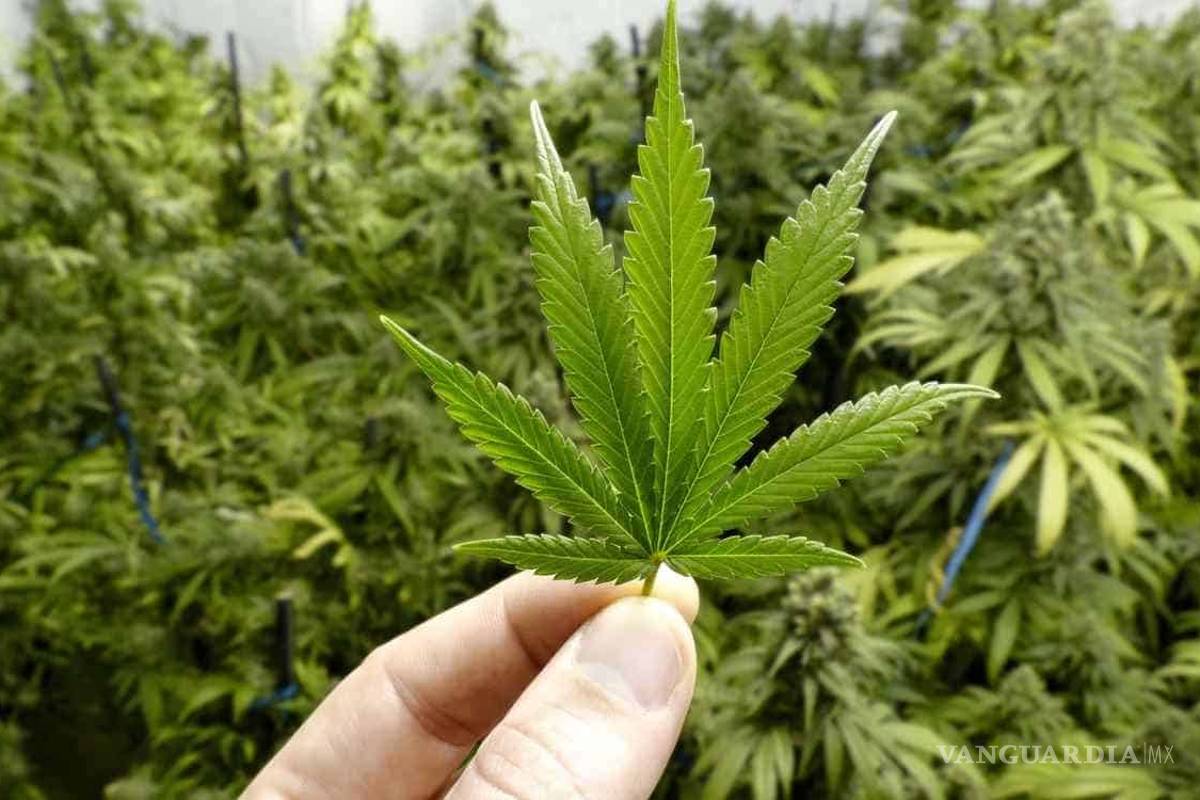 Revelan científicos que fumar mariguana incrementaría riesgo de cáncer testicular en un 36%