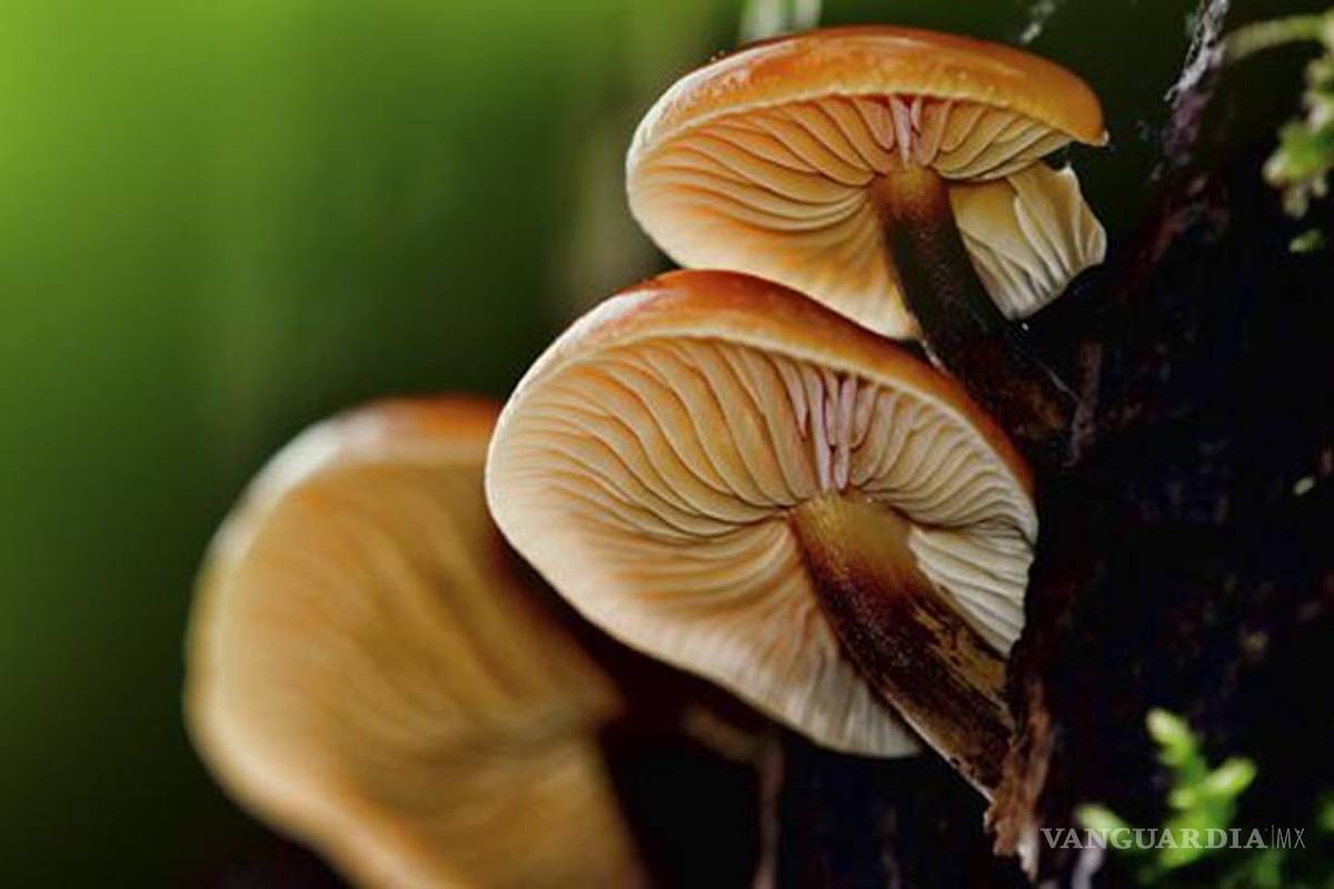 Los hongos mantendrán a los humanos sanos en otros planetas, según la NASA