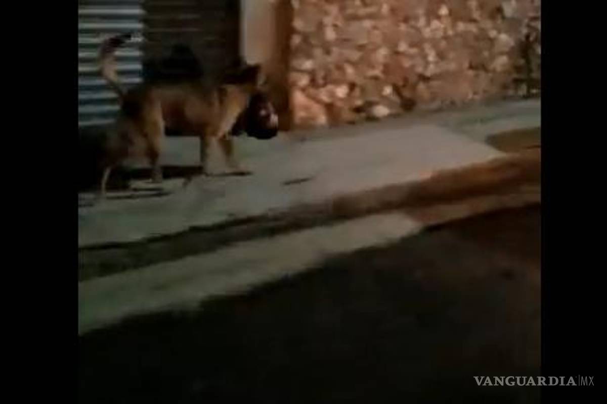 Zacatecas: impacta video de perro paseando con cabeza humana en el hocico