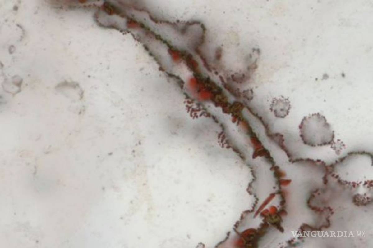 Hallan en Canadá los fósiles más antiguos del mundo