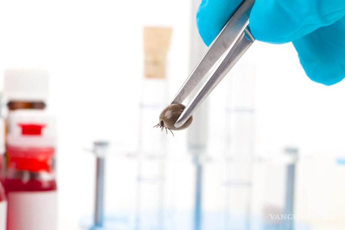 Garrapatas... Los peligrosos virus e infecciones que puedes contraer por su mordedura