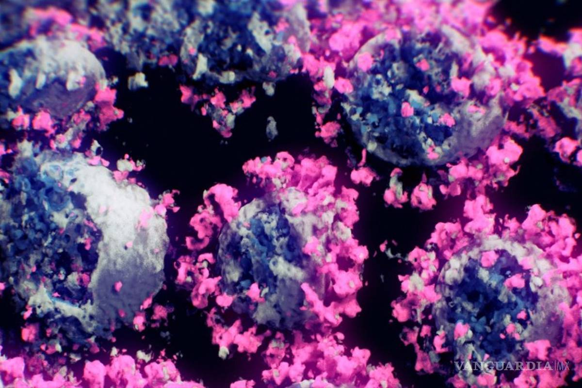 Covid-19 se puede esconder en el cerebro y podría provocar la muerte, según estudio