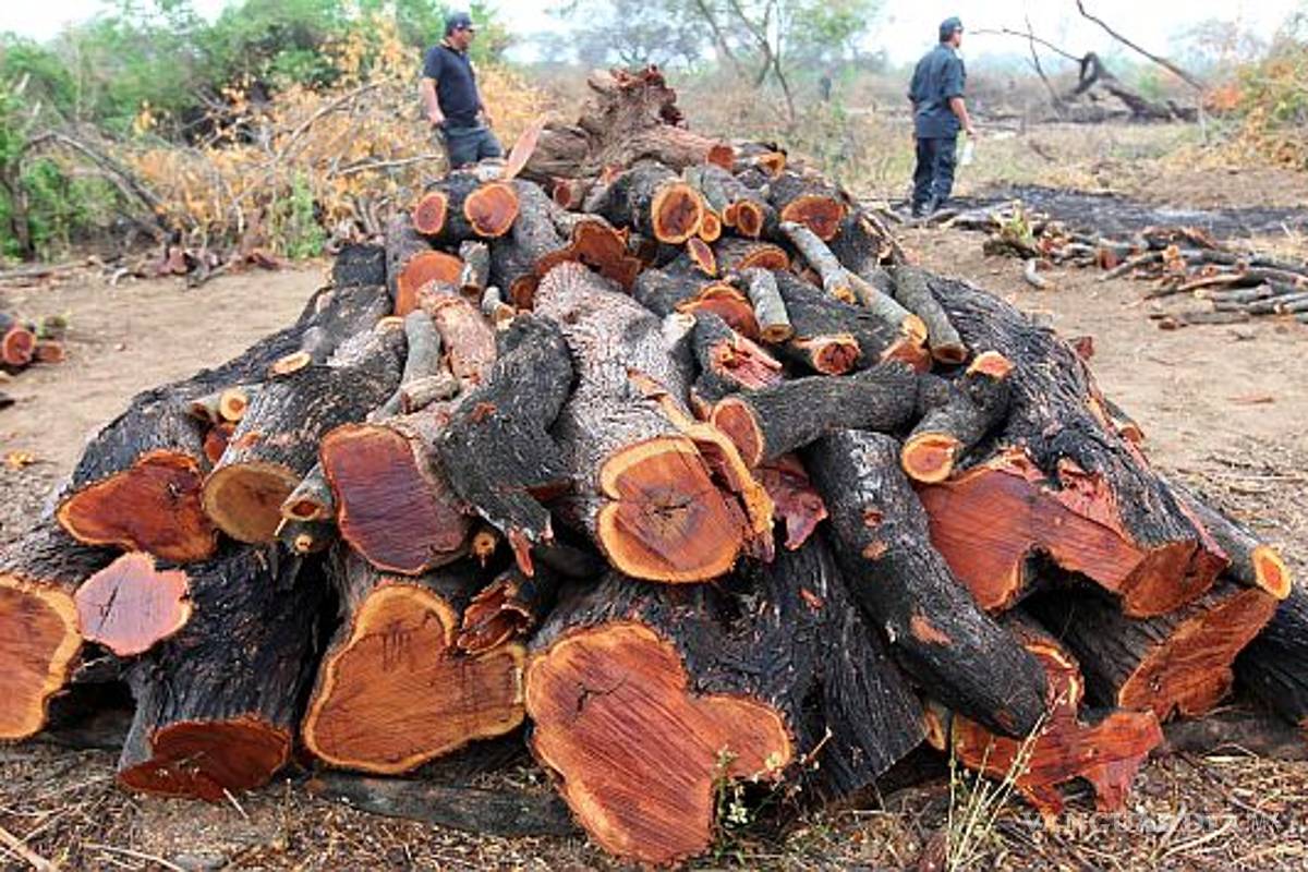 Tala ilegal en máximos históricos, sobrepasa 30% a la autorizada