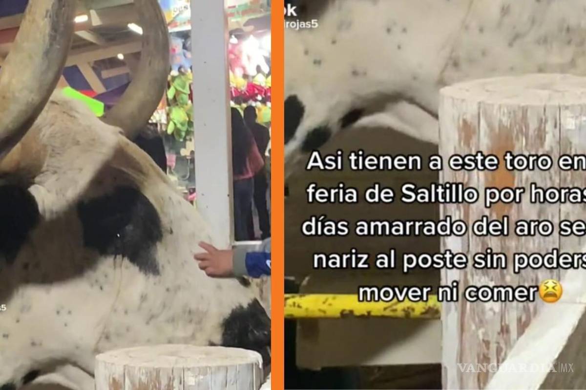 ‘Está llorando’: denuncian maltrato animal en Feria de Saltillo; toro es amarrado de su nariz a poste (video)