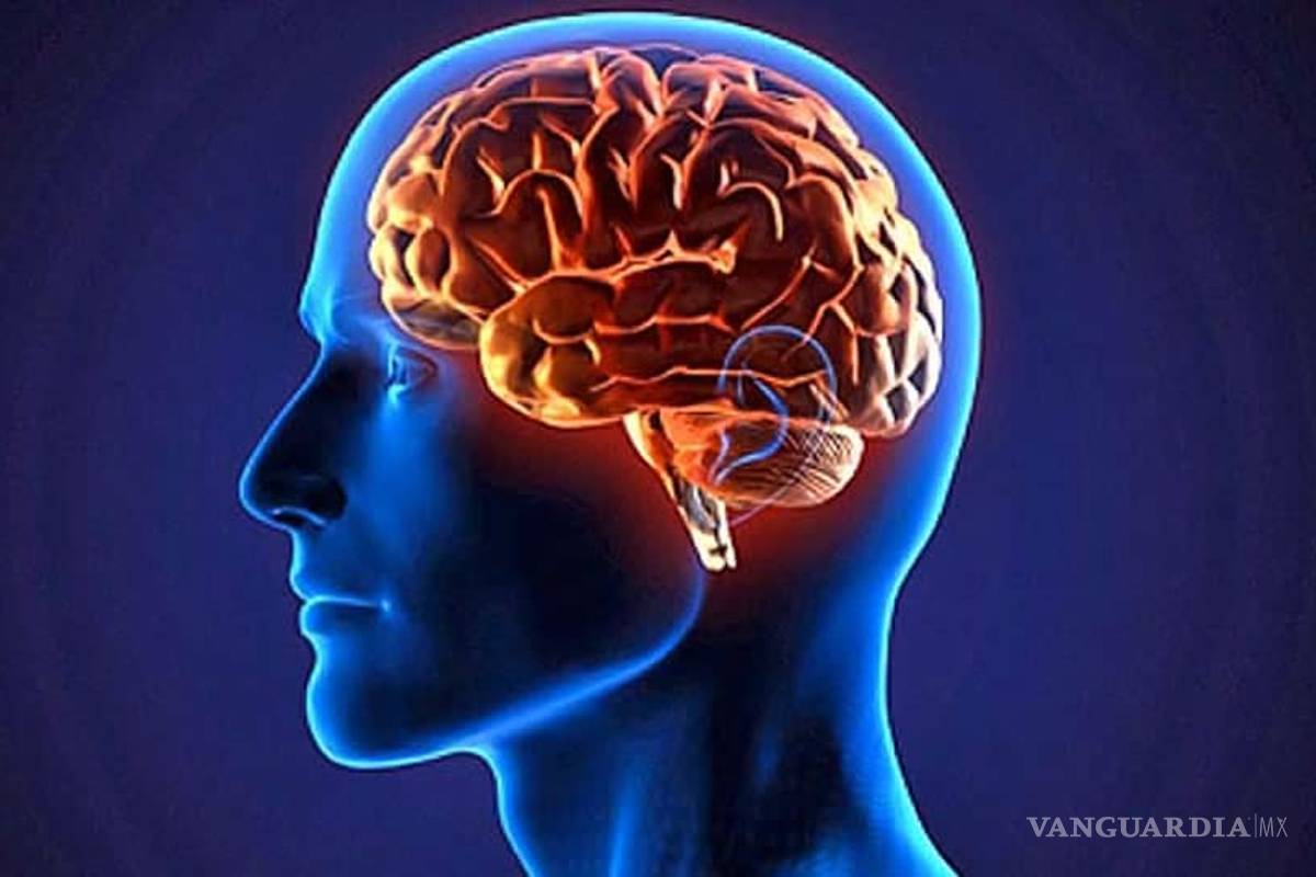 Nuestro cerebro se actualiza para acostumbrarse a lo inesperado