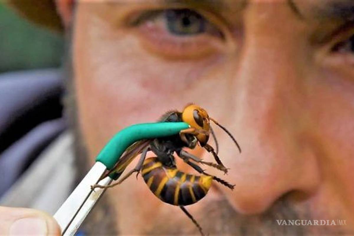 Youtuber se deja picar por el peligroso avispón asesino... ¡y esta fue su reacción! (video)