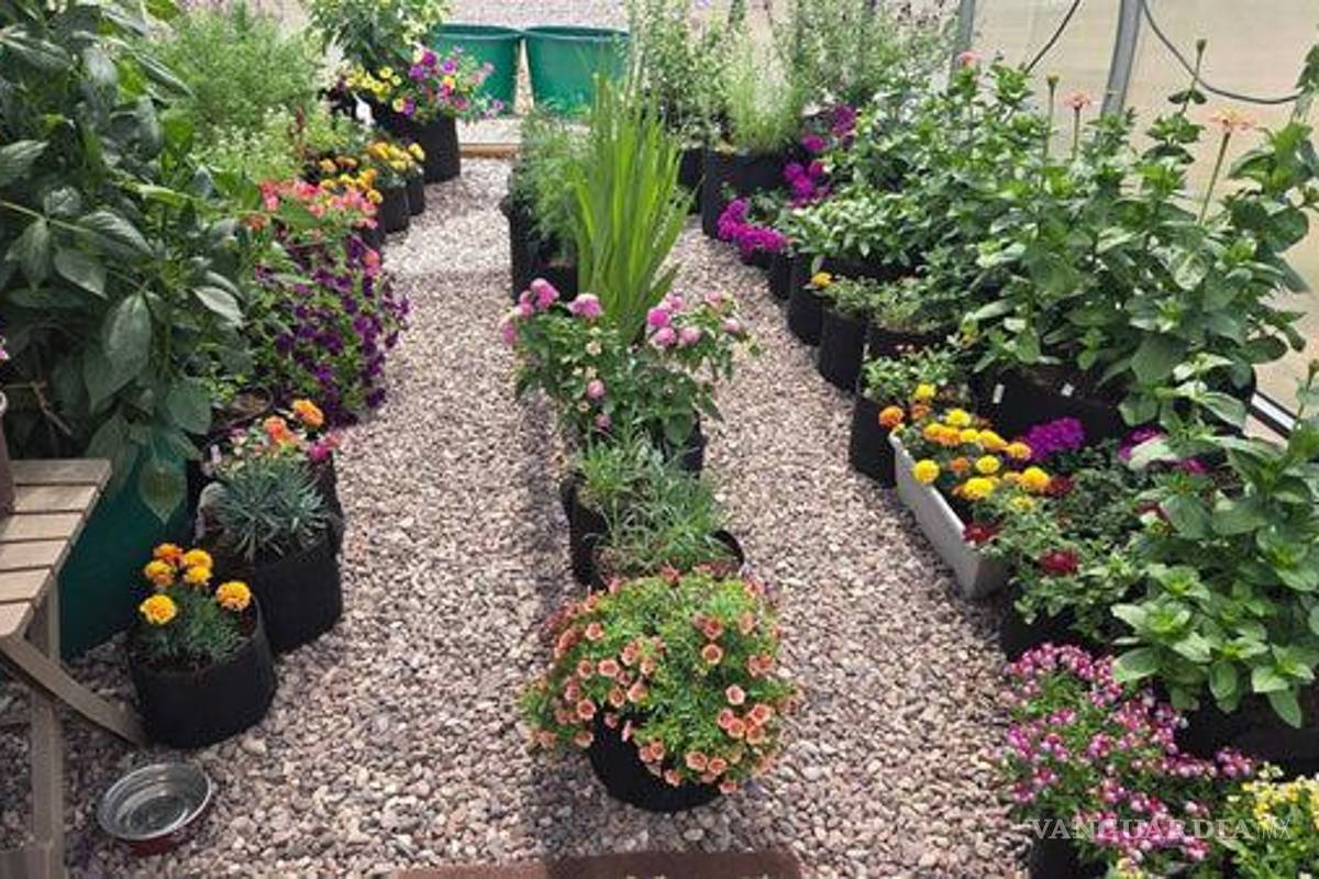 Saltillo impulsa la permacultura urbana con taller gratuito para mujeres