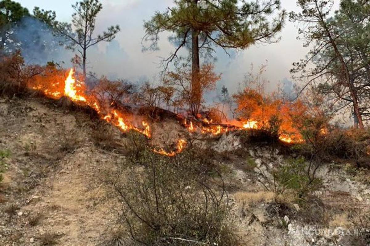Diputados demandan más recursos para combatir incendios forestales, critican falta del FONDEN