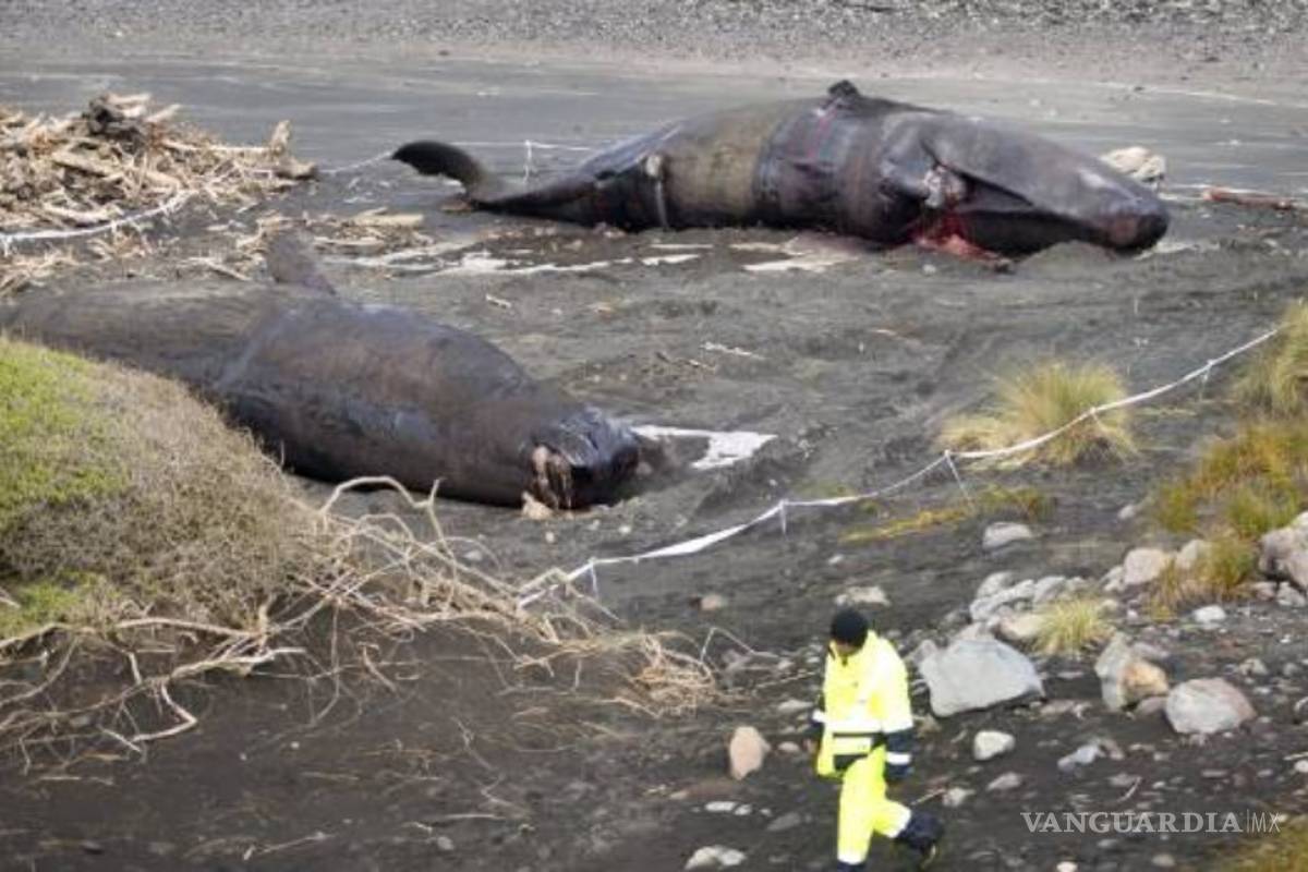 $!Muerte de 12 cachalotes en&nbsp;Nueva Zelanda deja perplejos a expertos