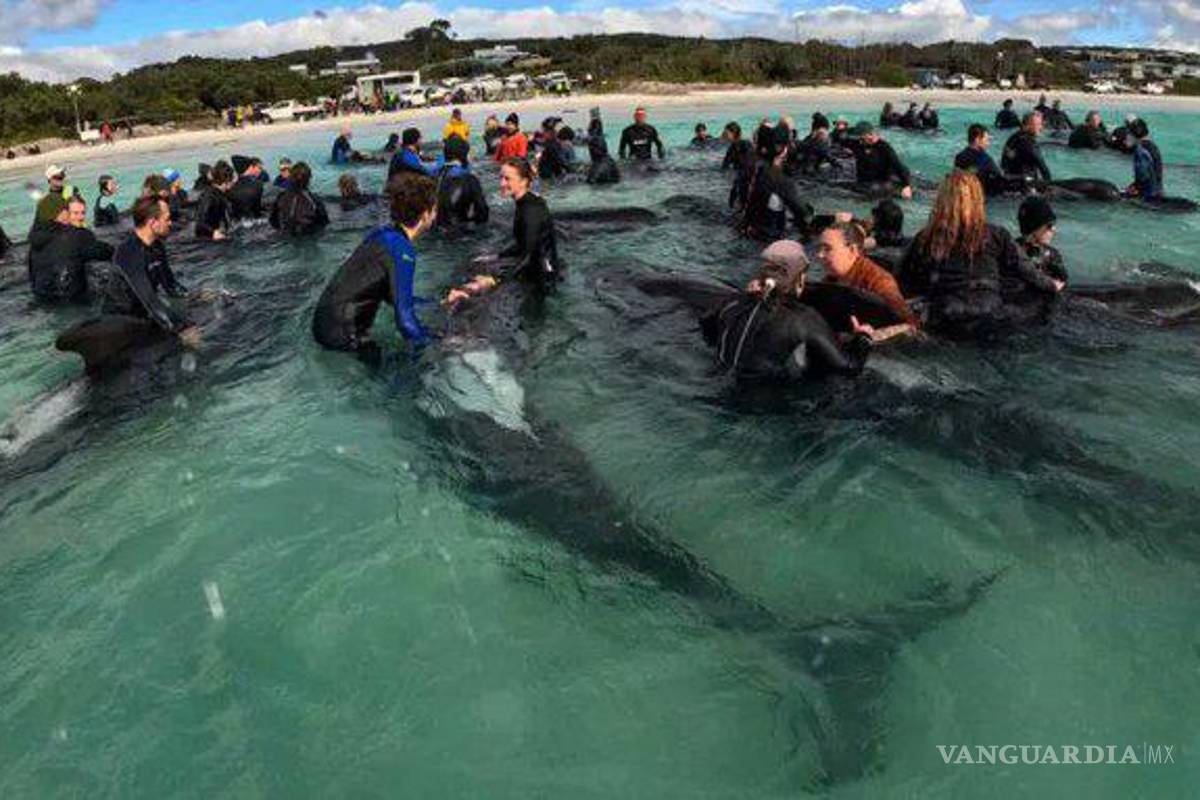 51 ballenas murieron tras quedar varadas en una playa de Australia