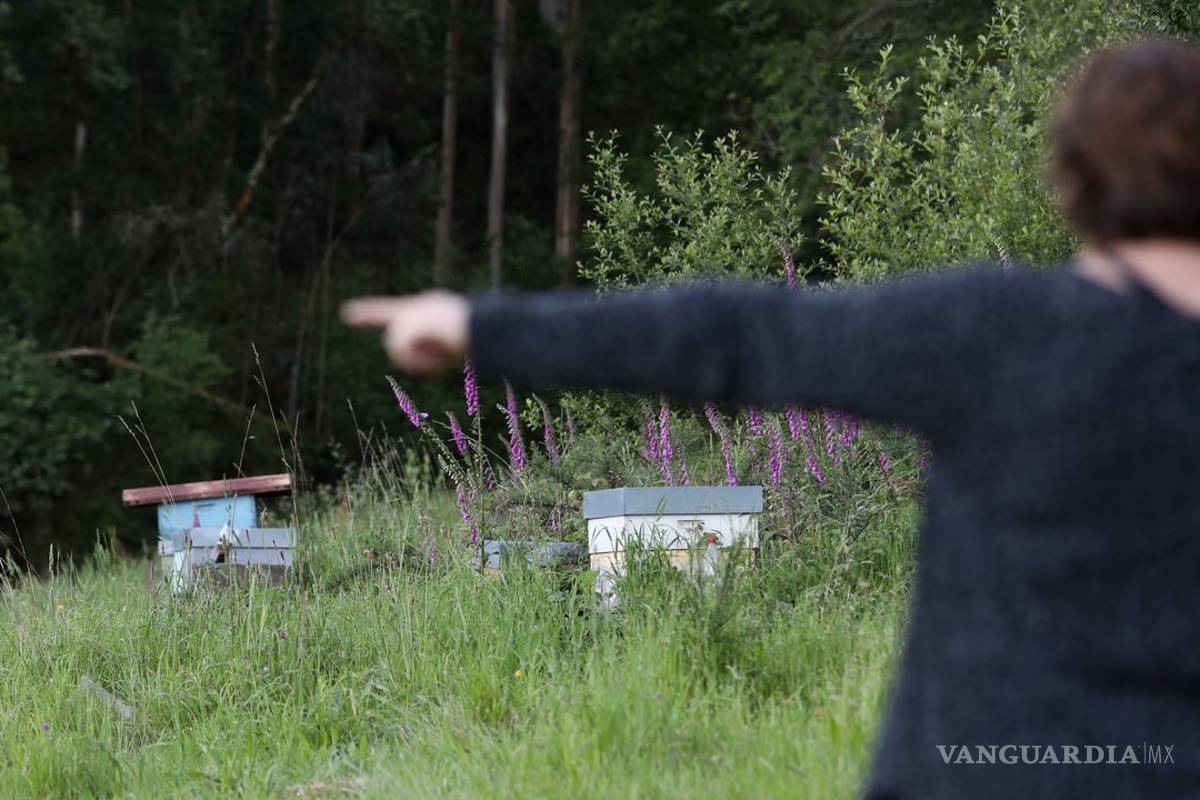 'Avispón asesino' ya cobró la vida de un hombre en España