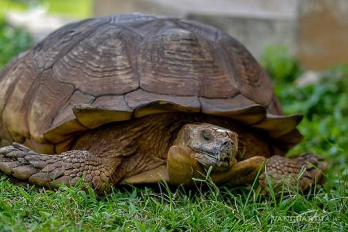 Muere Alagba, la tortuga más vieja de África... ¡tenía 344 años de edad!