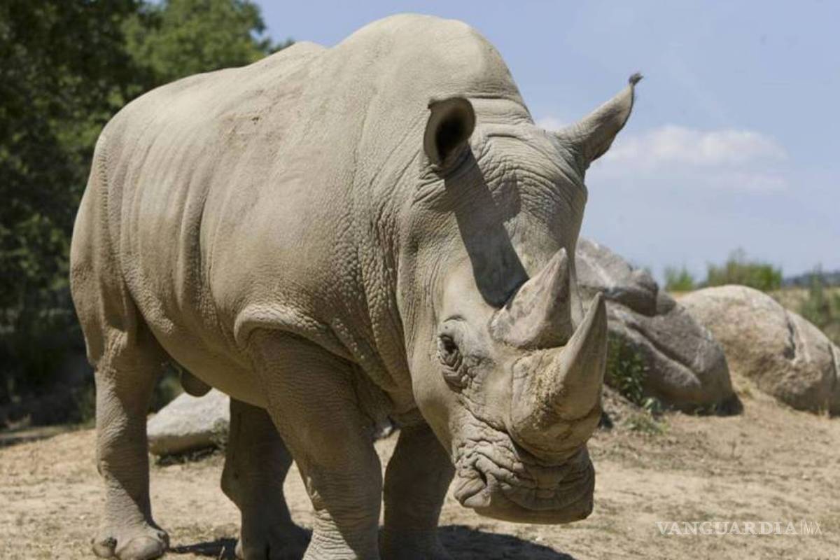 Florece comercio ilegal de cuernos de rinoceronte en China