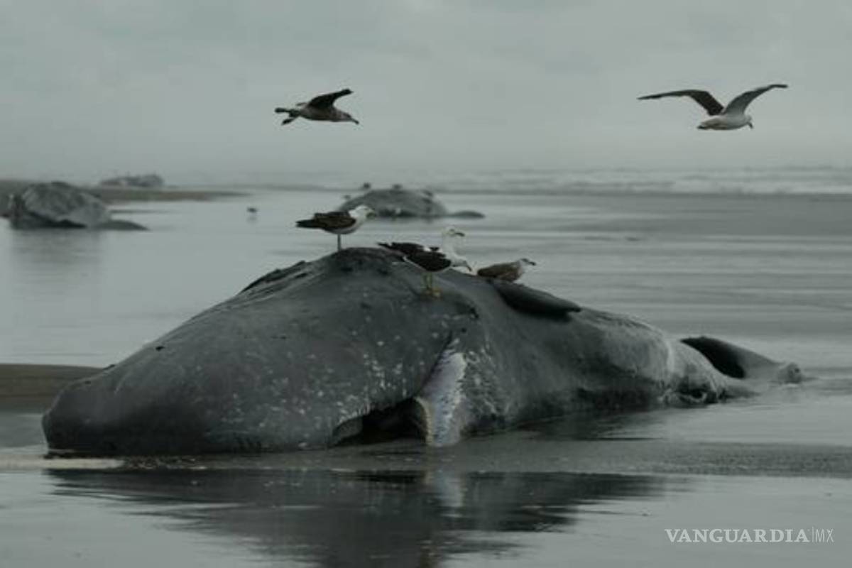 Muerte de 12 cachalotes en&nbsp;Nueva Zelanda deja perplejos a expertos