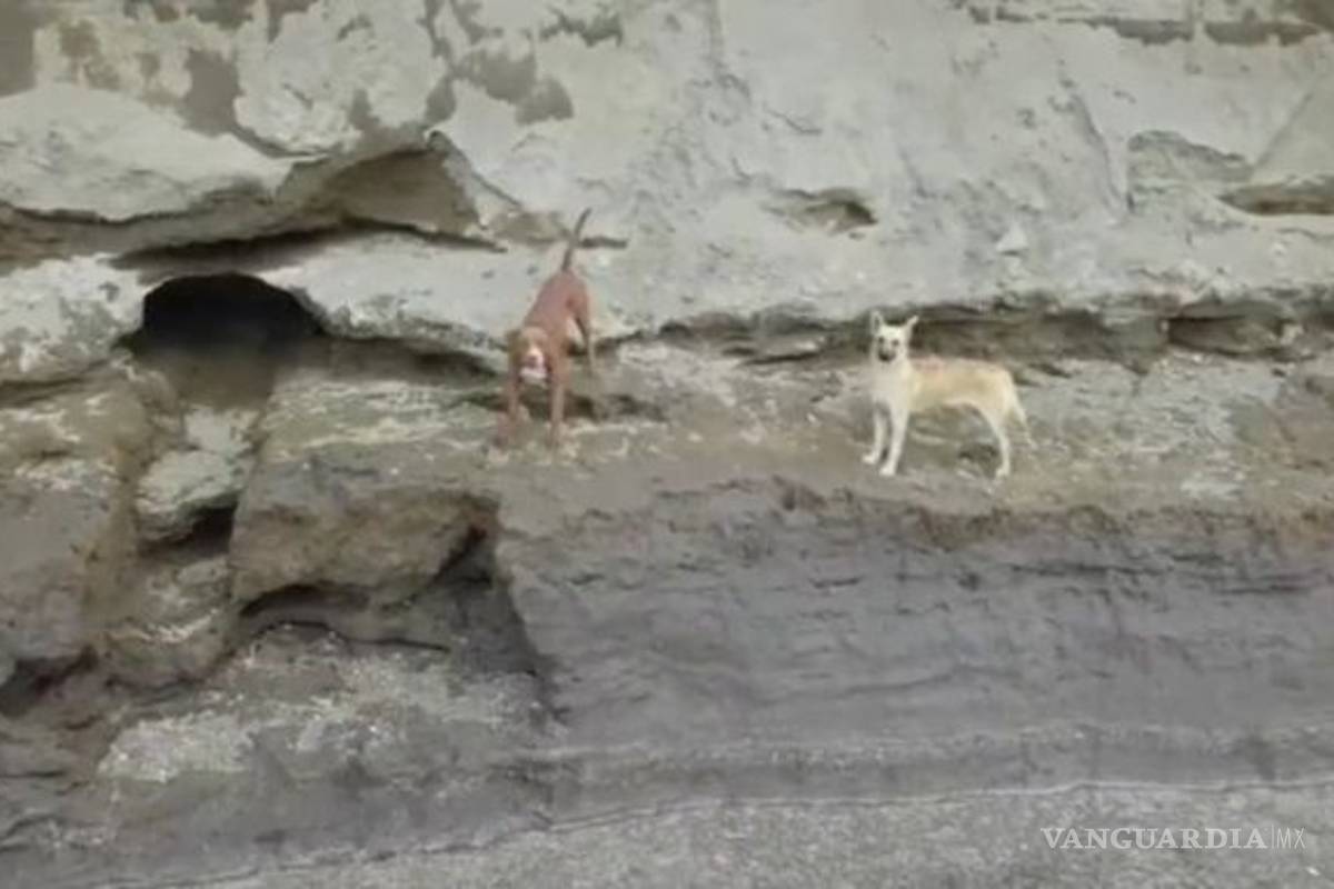 Perros cayeron en socavón en Puebla; salvarlos es riesgoso, advierten