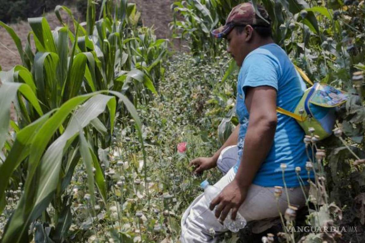 Grupos criminales toman la gobernanza en zonas rurales