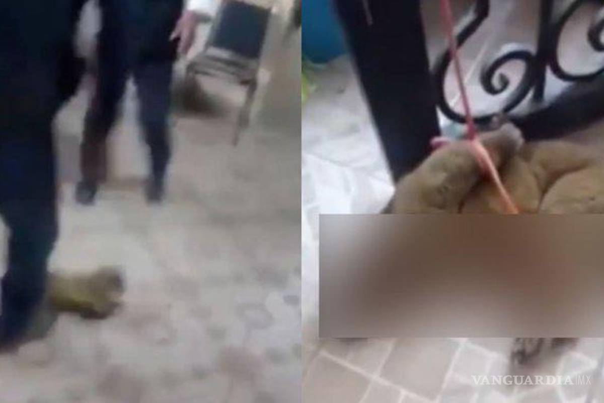 Maltratan a pariente de los mapaches, creían que era un nahual