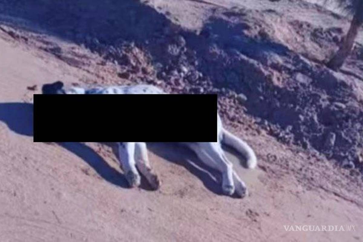 Denuncian que al menos 40 perros fueron envenenados en Caborca, Sonora