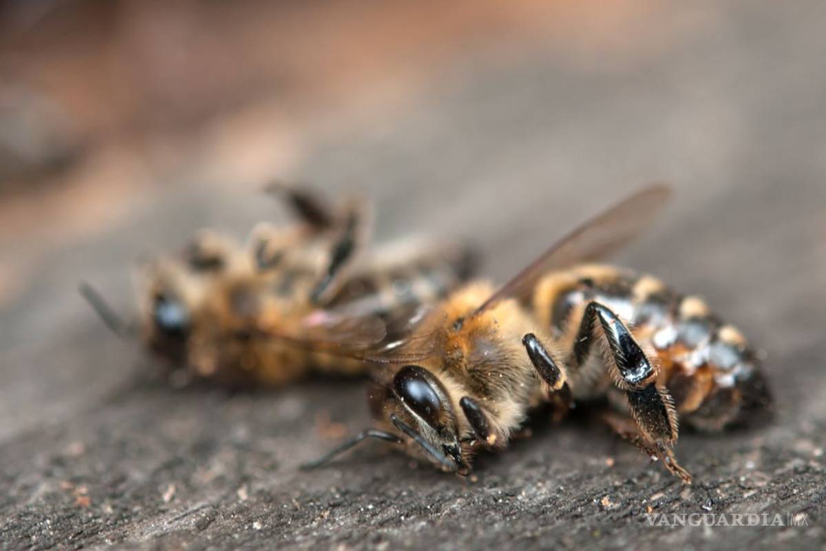 Mueren millones de abejas en Quintana Roo por fumigación con químico tóxico