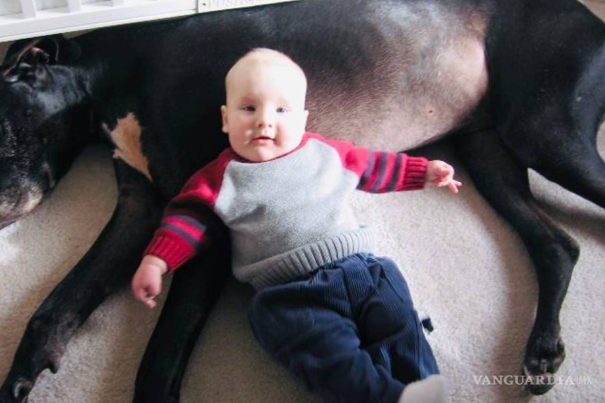 Shep, el gran danés que salvó la vida de un bebé