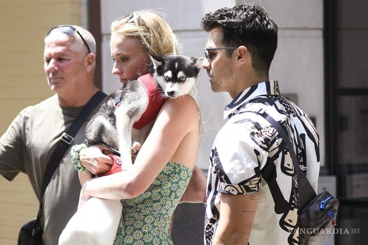 Perrito de Joe Jonas y Sophie Turner murió atropellado