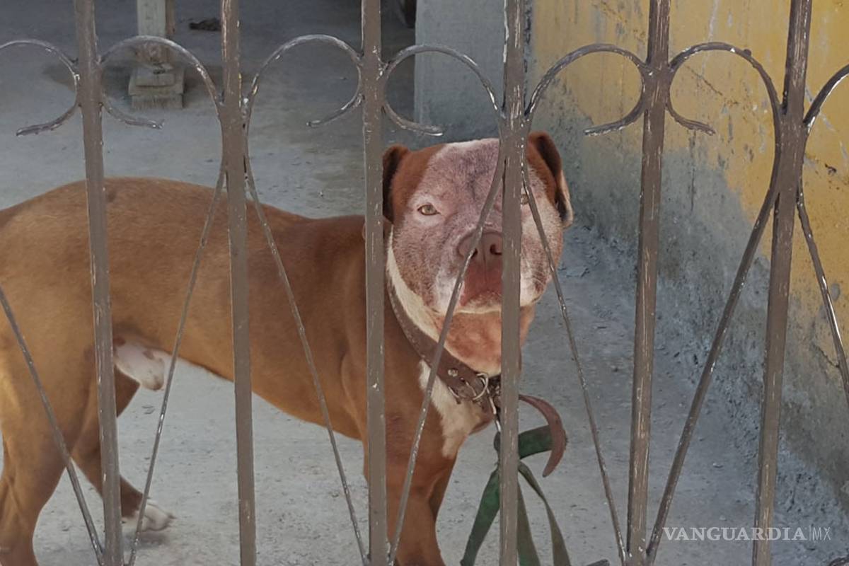 Perro 'pitbull' mató a niño de 5 años en Monclova