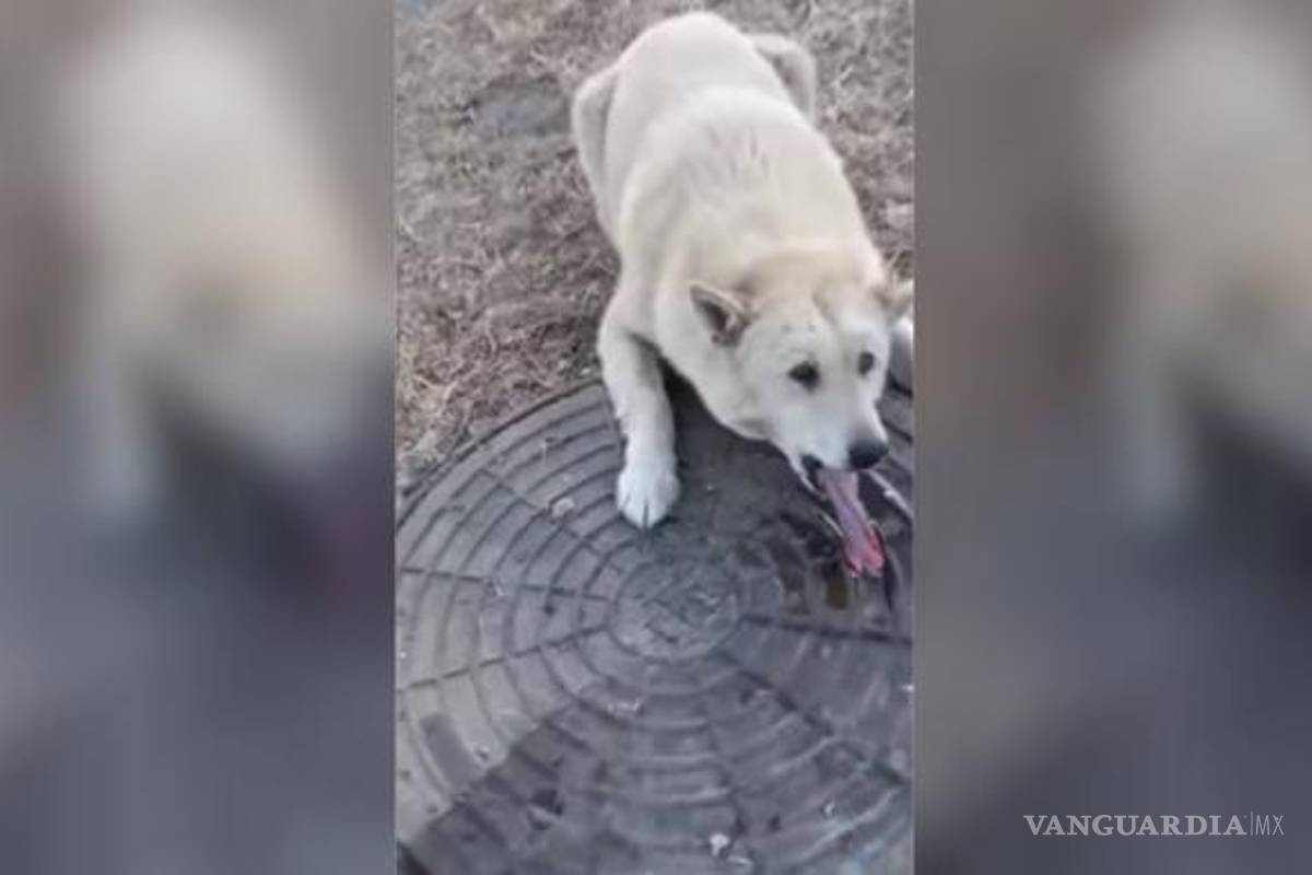 Perro lame coladera congelada... ¡y se queda pegado! (Video)