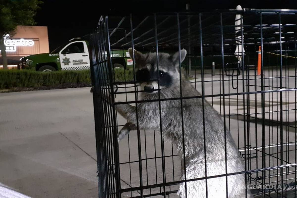 Invaden animales silvestres zona urbana de Saltillo
