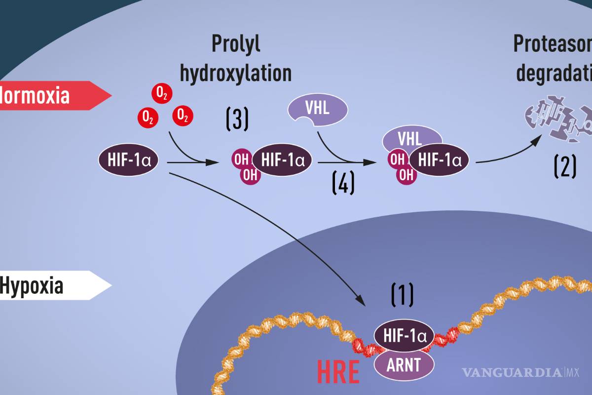 William G. Kaelin, Gregg L. Semenza y Peter J. Ratcliffe, ellos son la ganadores del Premio Nobel de Medicina