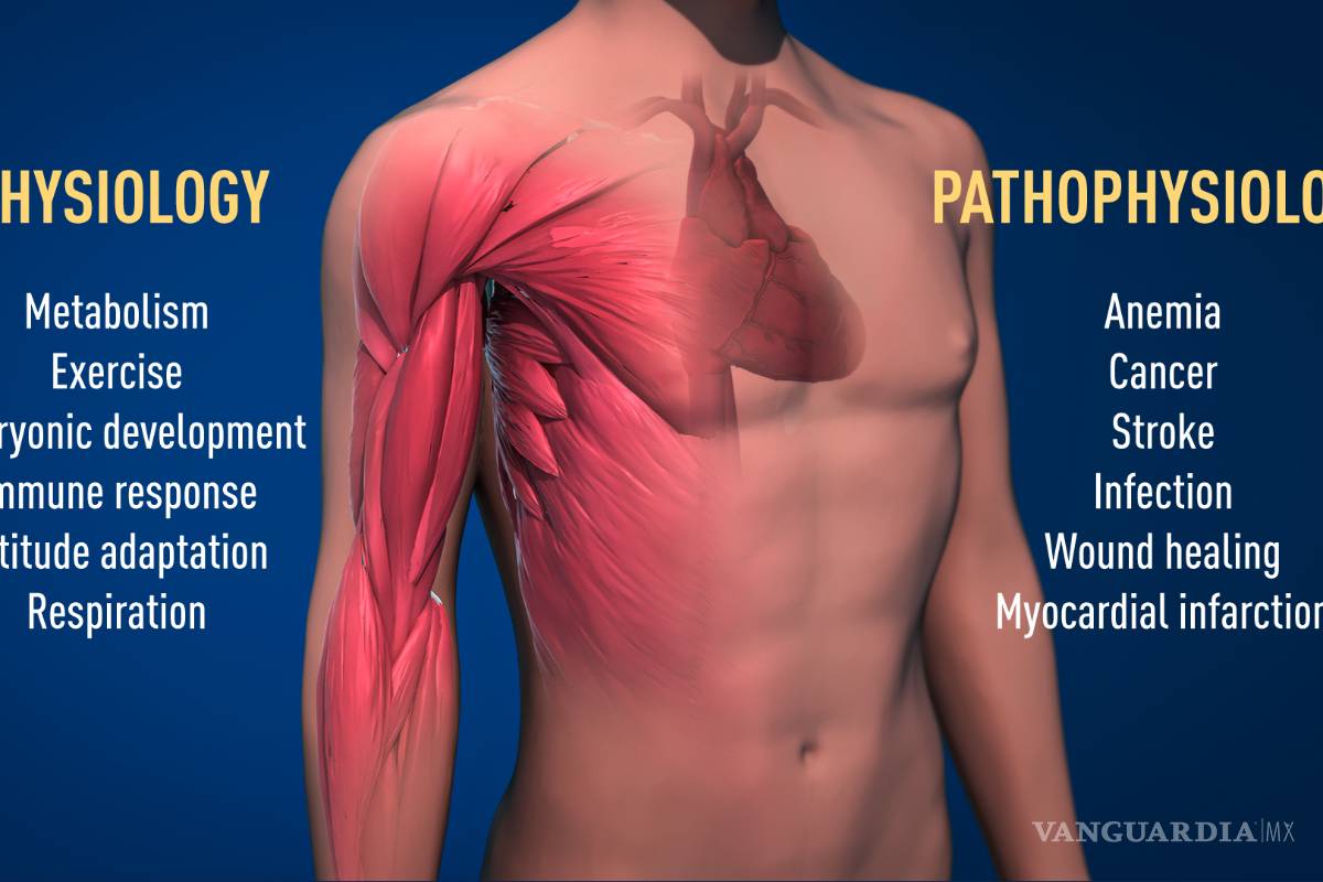 $!William G. Kaelin, Gregg L. Semenza y Peter J. Ratcliffe, ellos son la ganadores del Premio Nobel de Medicina