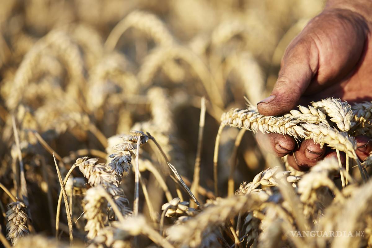 Biocombustibles serán un &quot;riesgo&quot; para la seguridad alimentaria