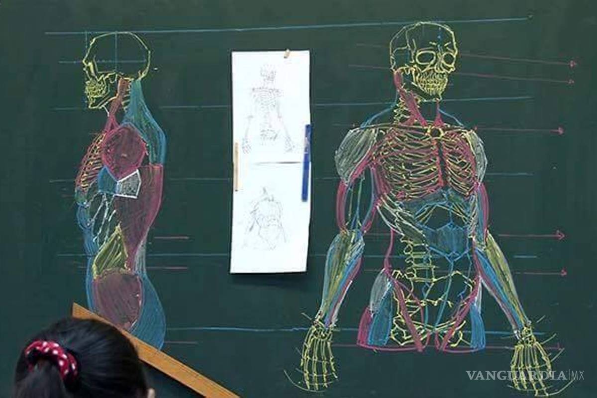 Profesor de anatomía conquista la red con sus dibujos