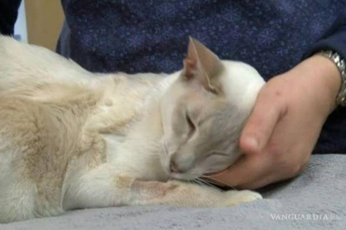 Sobrevive gata 8 días encerrada en un paquete enviado por error