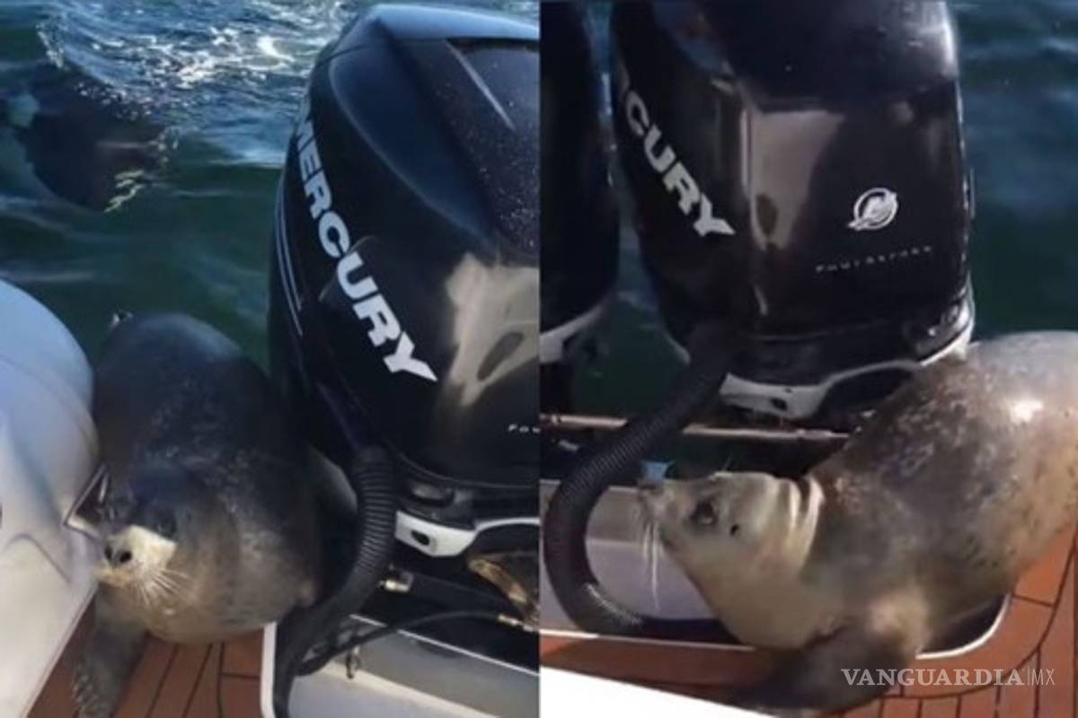 Foca salta a un bote para escapar de unas orcas y se vuelve viral
