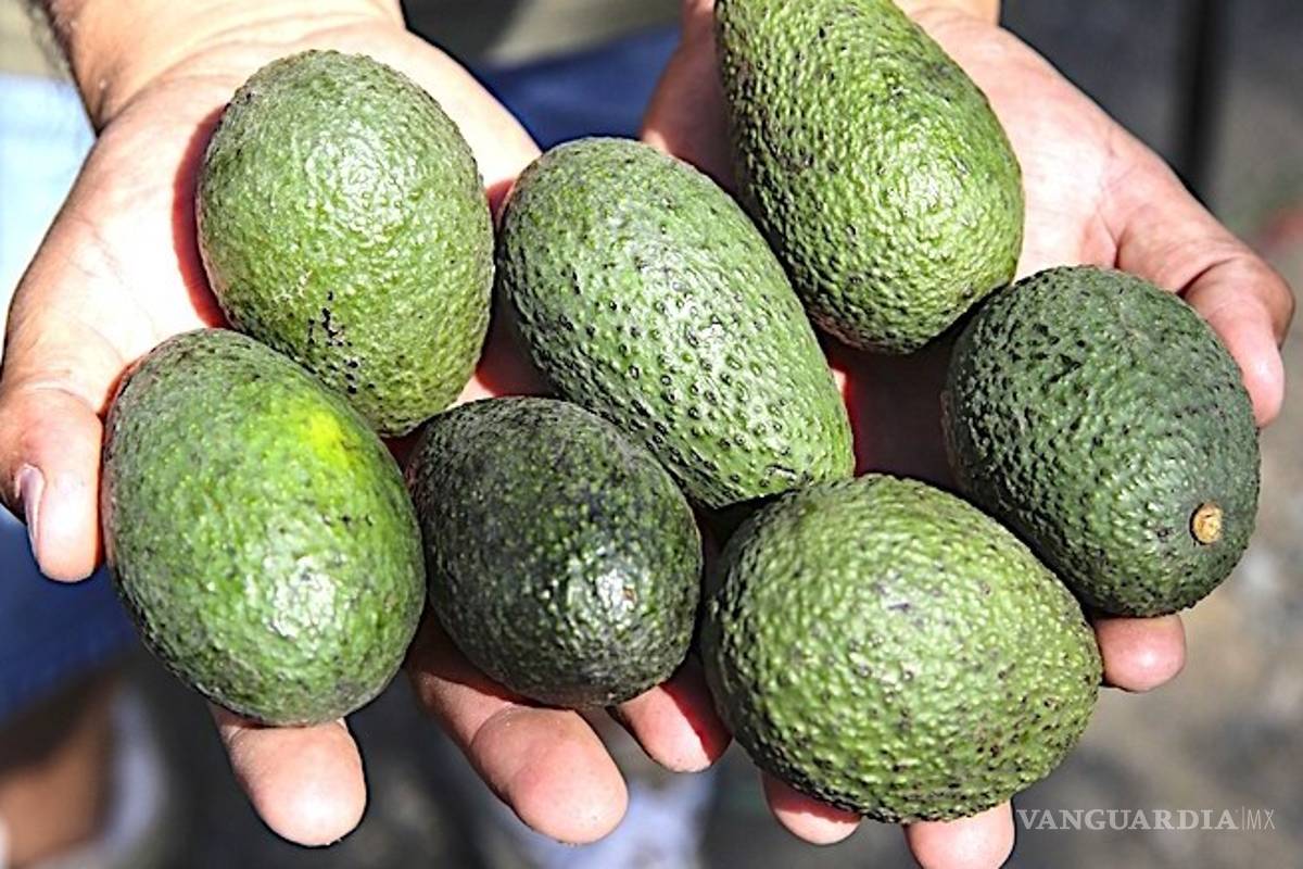 Estados Unidos se quedará sin aguacates en tres semanas si Trump cierra la frontera con México: The Guardian