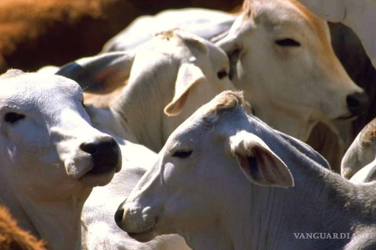 Se cae 63.5% la exportación de ganado a EU por gusano barrenador
