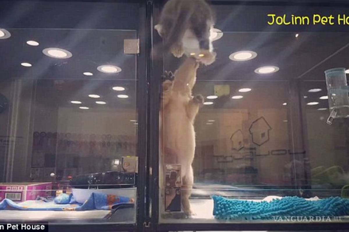 Un gato y un perro demuestran que la amistad no tiene barreras