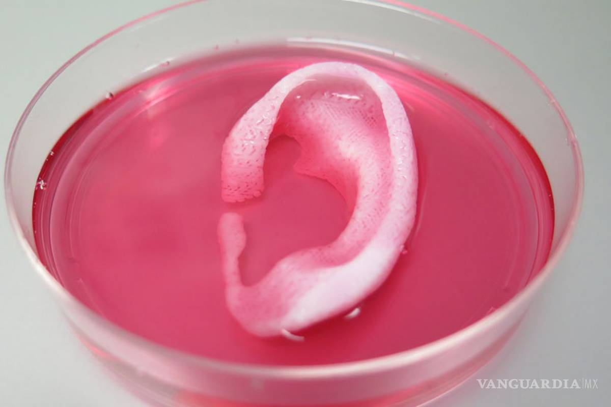 Impresora logra imprimir en 3D tejido vivo