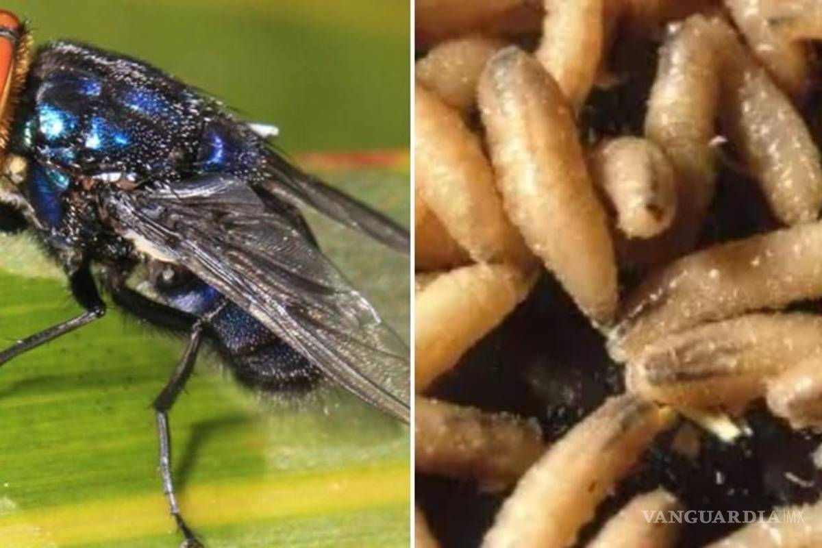 Exitosa la contención del gusano barrenador, considera la Unión Ganadera de Coahuila