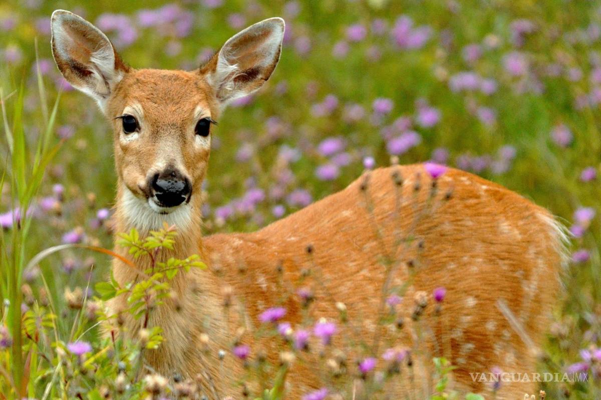 Profepa asegura 42 venados cola blanca en Yucatán