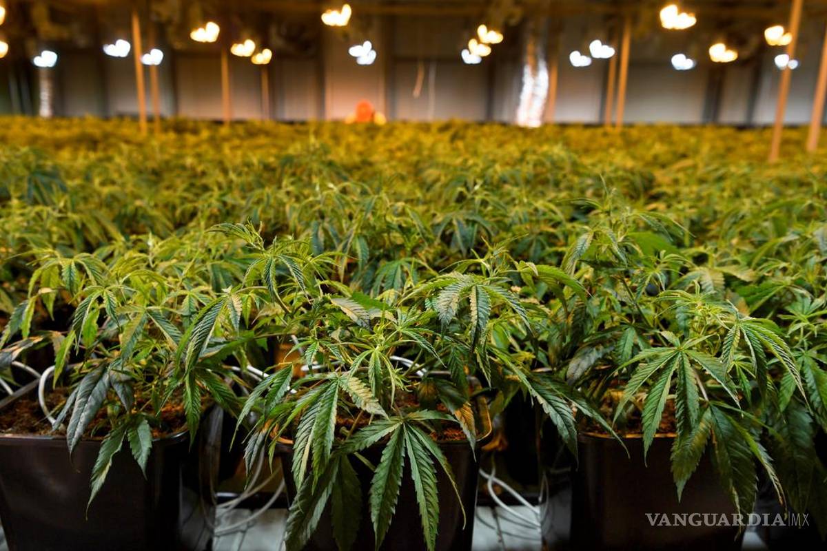 Zimbabue legaliza la mariguana para uso medicinal y científico